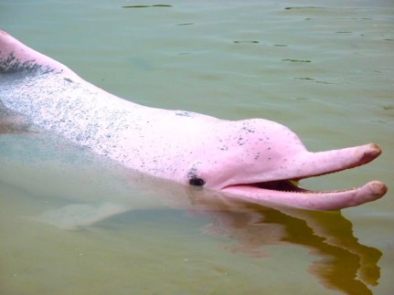 equipe canada - amazone-jungle-dauphin - rose - Lima 2019 Dauphin rose de la rivière amazonienne. Photo : Peru North