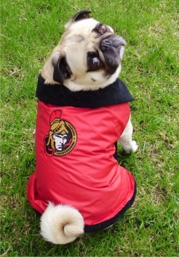 Ottawa-Senators-Pug-Hockey-Fan-the-nhl-33728821-350-500 Photo: http://bit.ly/1E8x4cf