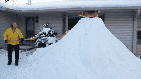 SNOW PILE WITH DOG
