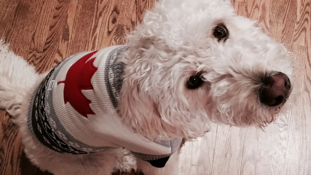 Moment of paws for Team Canada’s furry friends