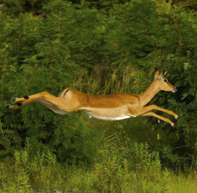 Impala (Aepyceros melampus) High action shot of impala jumping, 2 meters above ground. Okavango Delta, Botswana
