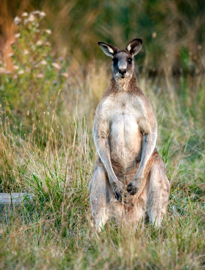 Australian kangaroo (AP Photo/Mark Graham, File)