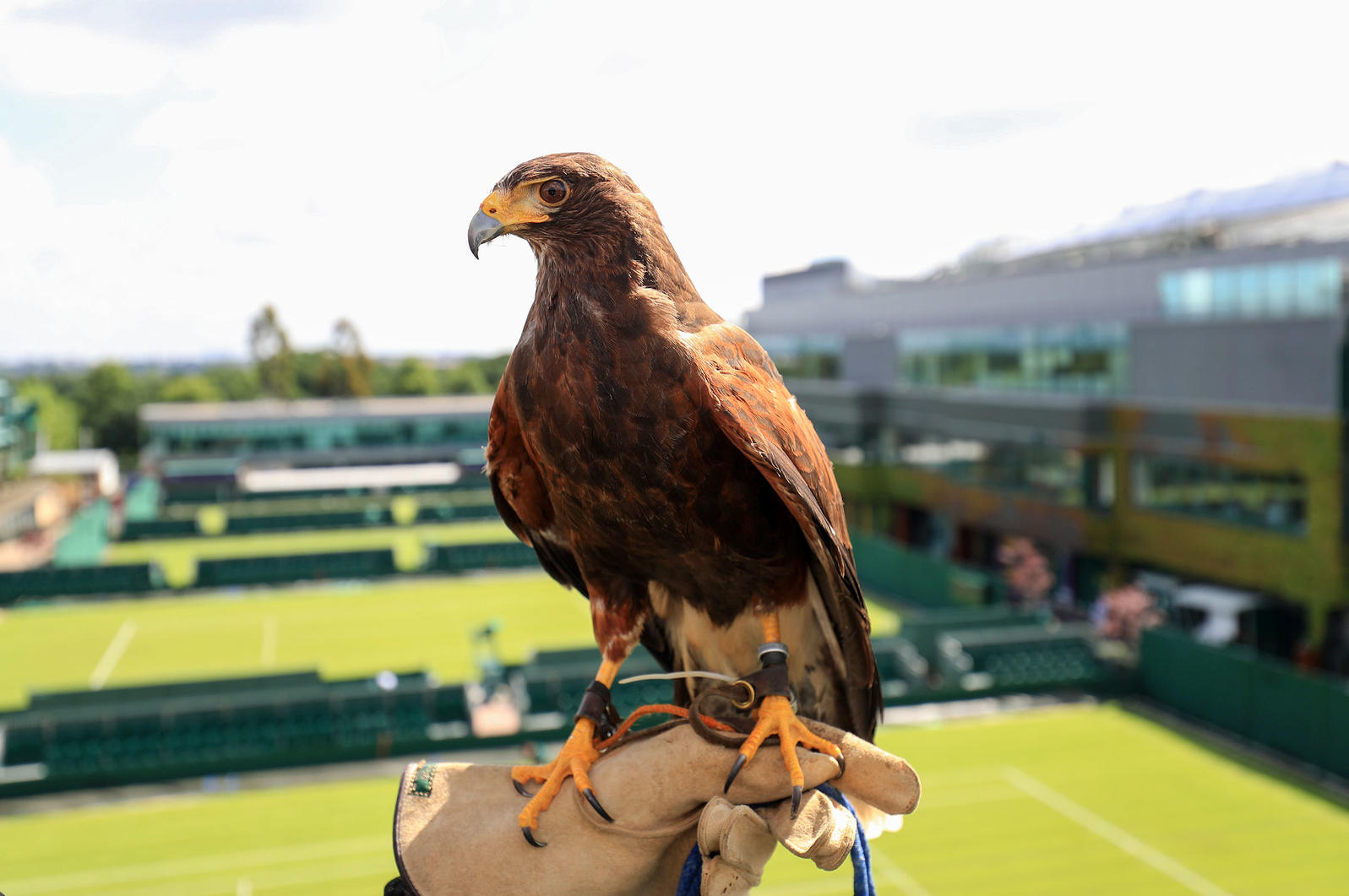 Rufus the hawk at Wimbledon on trainers hand with court in the background.