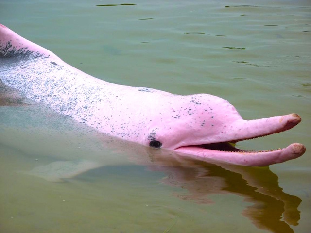 Amazon pink river dolphin