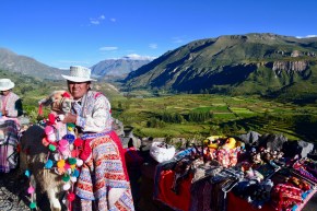 Colca Canyon in background with llama and local